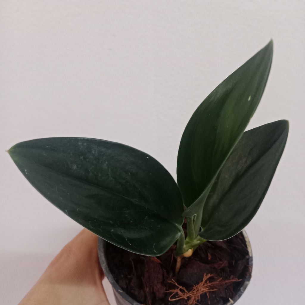 พลูปีกนกดำ ปีกนกดำ Scindapsus treubii dark form กระถาง 4 นิ้ว