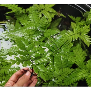 👉เฟินถูก👈เฟิร์นก้านดำ(1ก้าน)🌿คัดเกรด 🌿
