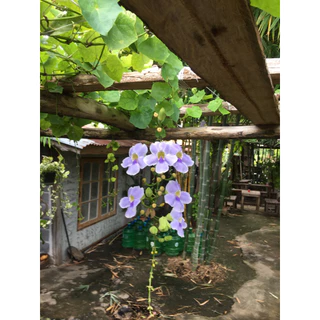 ต้นสร้อยอินทนิล ขนาดถุงดำ 4"