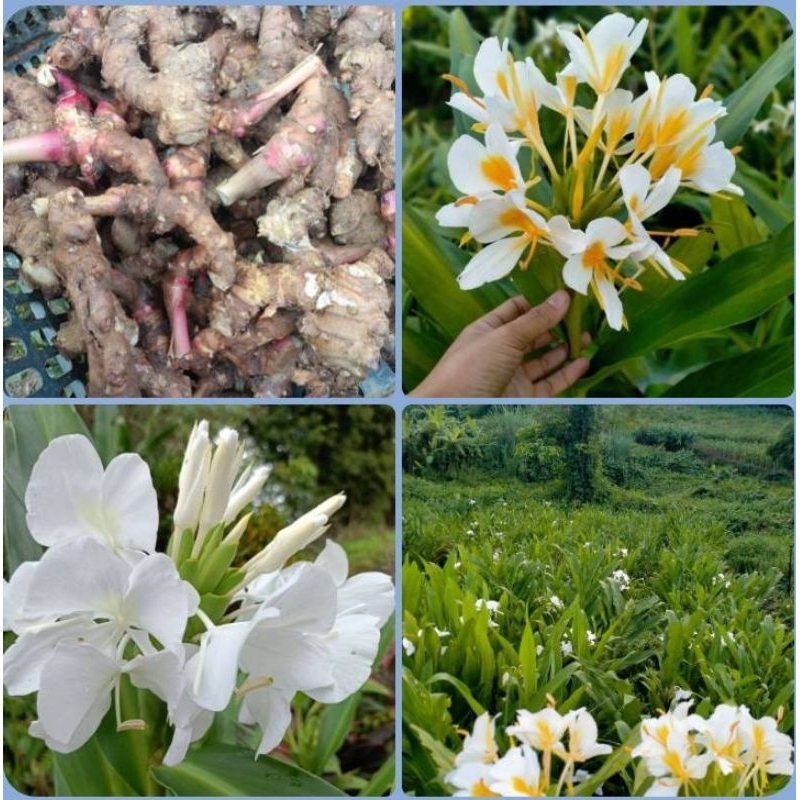 เหง้ามหาหงส์ สีขาว/สีขาวใส้เหลือง ส่งเป็นเหง้า (ดอกหมาหงส์ / ต้นสะเลเต)