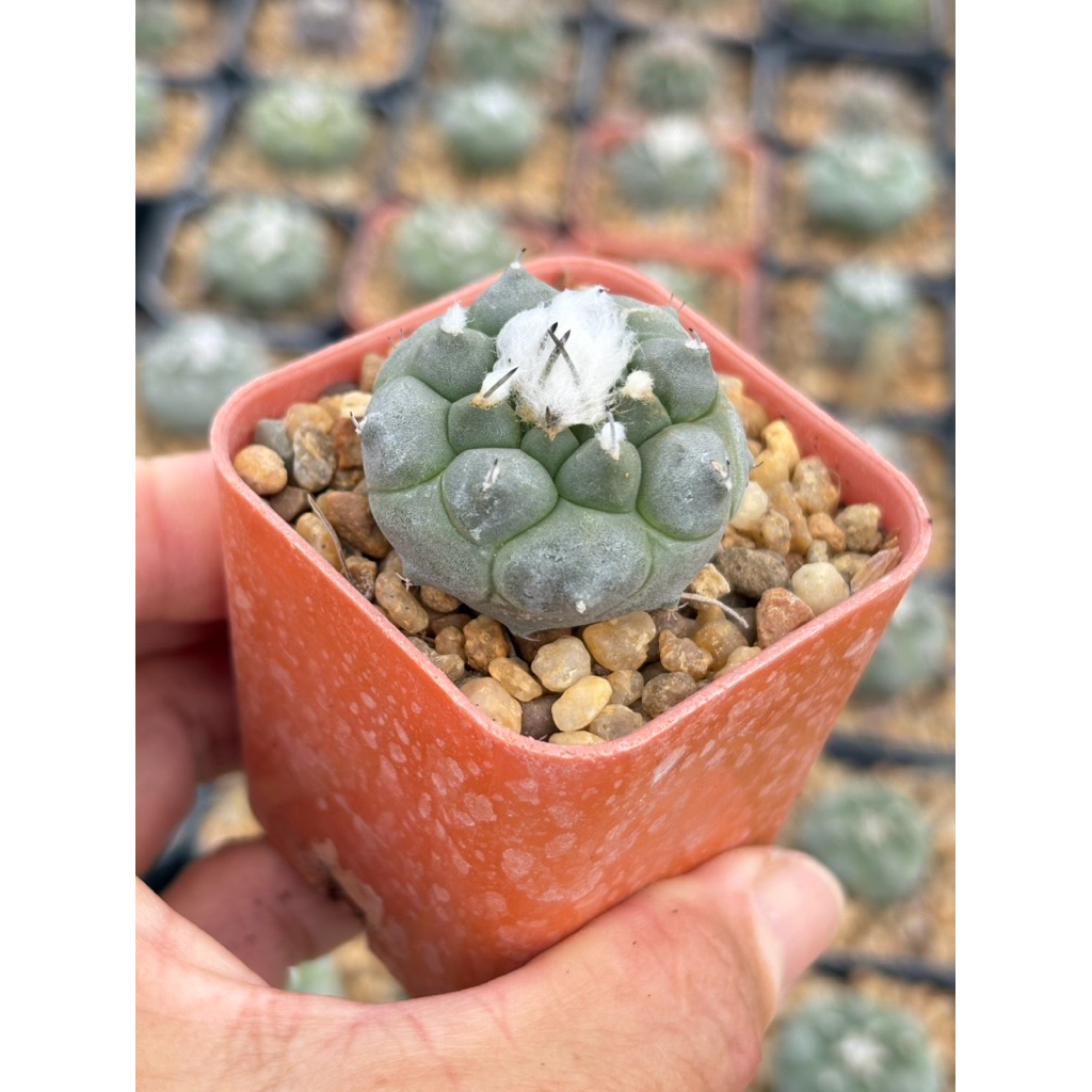 เทอร์บินิคาร์ปัส เจาเออร์นิกิอาย ( Turbinicarpus Jauernigii) ขนาดกระถาง 2 นิ้ว 🌸🌺🌷 ส่งทั้งกระถาง