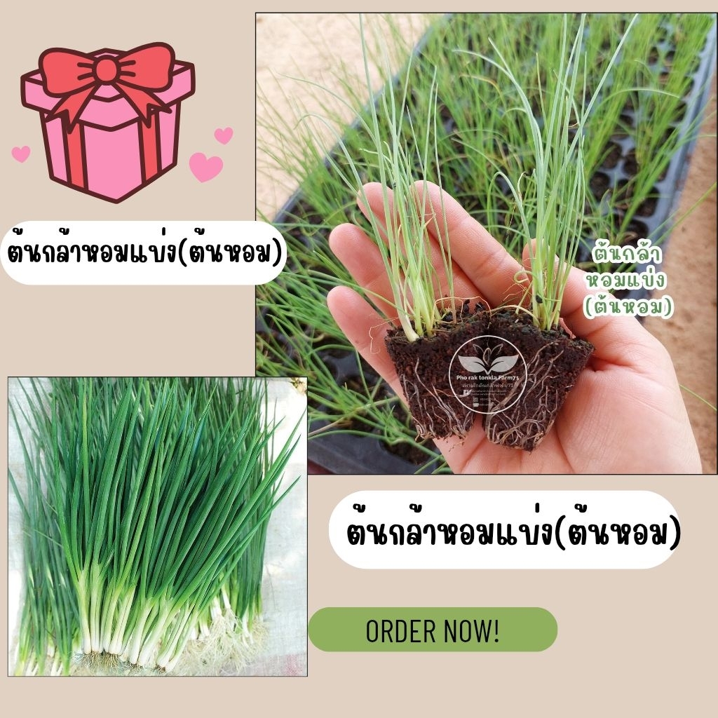 ต้นกล้าต้นหอม(หอมแบ่ง)🌱(ราคา 1 กอ =9บาท) พร้อมส่ง!!ไม่พรีออเดอร์**