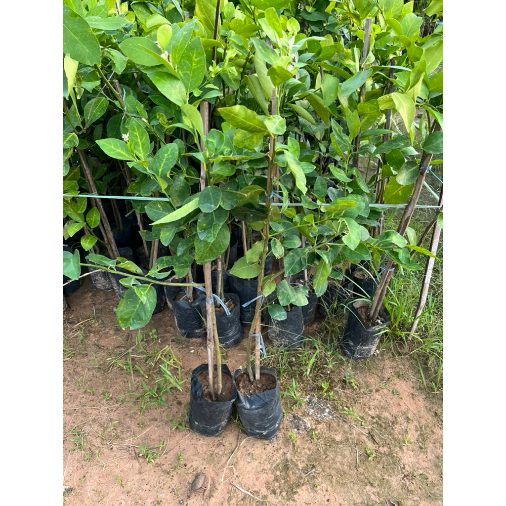 🍋🍋มะนาวแป้นรำไพ 🍋🍋กิ่งตอนพร้อมปลูก ต้นสูงประมาณ 70 ถึง 80 เซนติเมตร