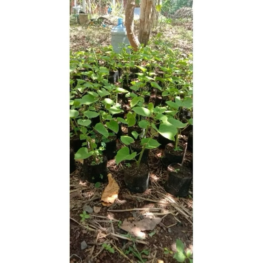 ผักอีนูนหรือผักสาบ1ต้นถุงดำผักหายากสมัยโบราณ🌷 - รูปที่ 2