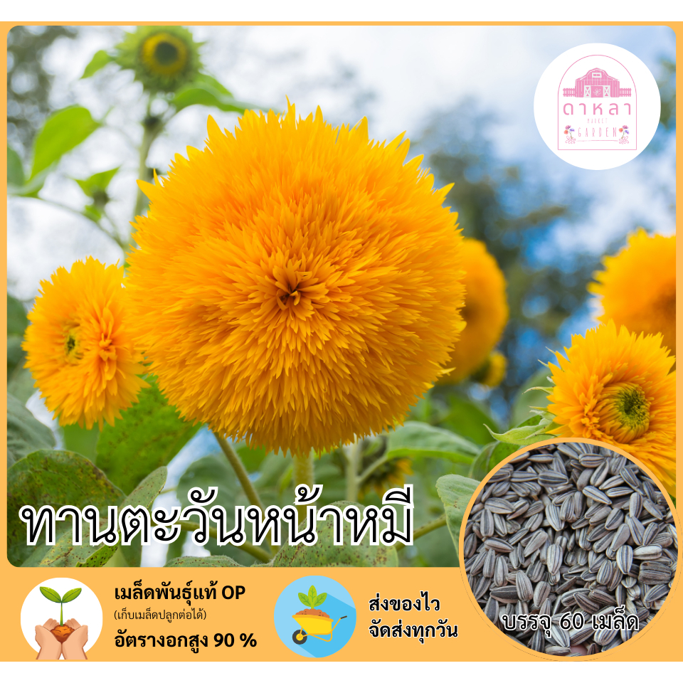 เมล็ดดอกทานตะวันหน้าหมี 60 เมล็ด