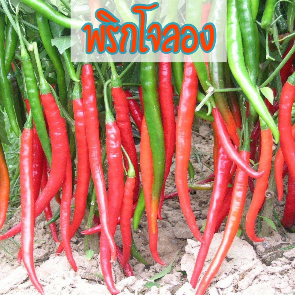 เมล็ดพริกโจลอง สายพันธุ์ OP / F1 เมล็ดพริกยาวจีนยอดนิยม