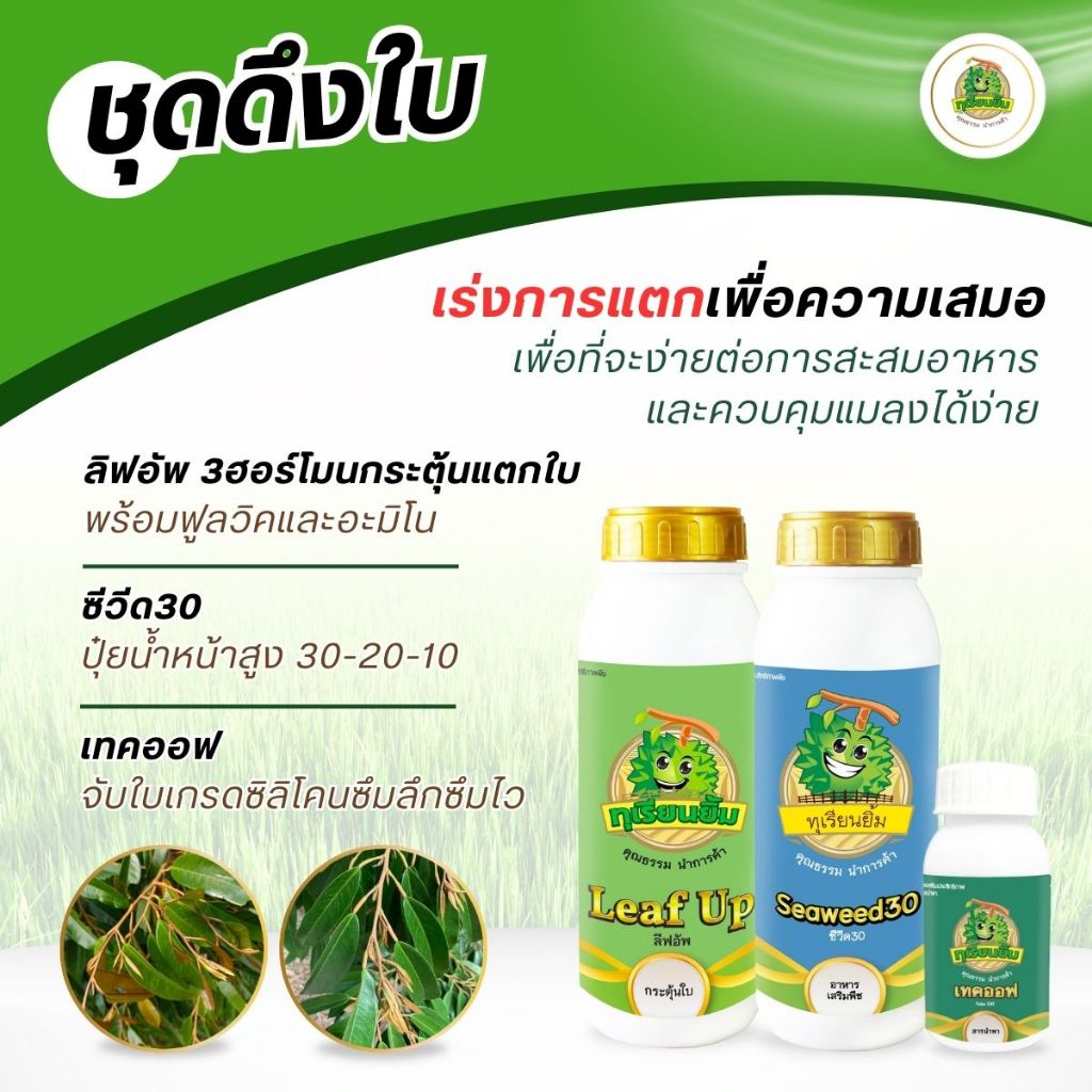ชุดดึงใบ เร่งการแตกเพื่อความเสมอ เพื่อที่จะง่ายต่อการสะสมอาหาร และควบคุมแมลงได้ง่าย