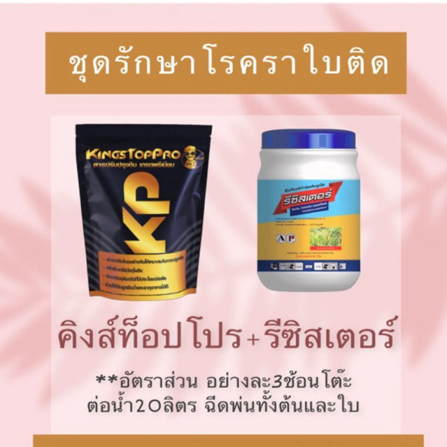 ชุดราใบติด ใบไหม้ ใบเป็นเชื้อรา