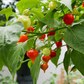 Biquinho Pepper ต้นกล้าพริกไบควินโฮ ในกระถาง3นิ้ว
