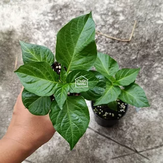 Biquinho Pepper ต้นกล้าพริกไบควินโฮ ในกระถาง3นิ้ว