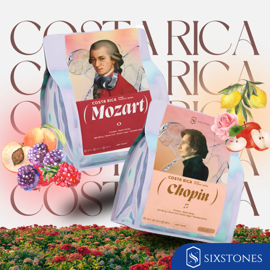 MOZART BEETHOVEN CHOPIN BACH Costa Rica Canet Musician เมล็ดกาแฟคั่วอ่อน โรงคั่วกาแฟซิกซ์สโตนส์ sixs