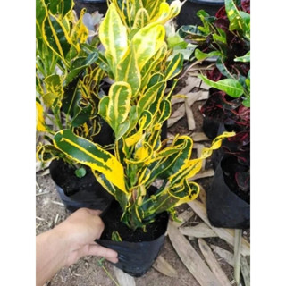 ต้นโกสนช้างเข้าโบสถ์1ต้นถุงดำ20-30ซม.ไม้ประดับไม้มงคล