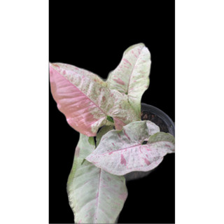 มิ้ลค์ คอนเฟตติ (syngonium milk confetti) กระถาง 4