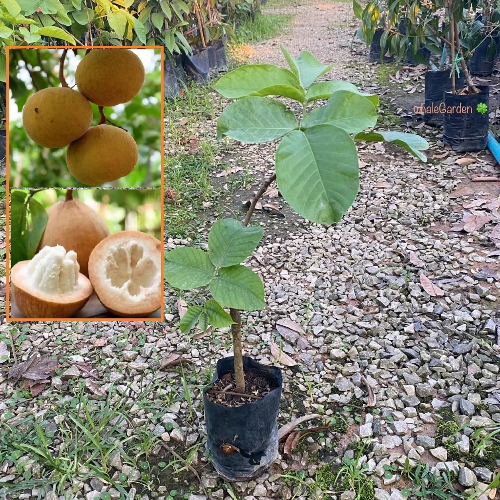 ต้นกระท้อน พันธุ์ กระท้อนปุยฝ้าย กิ่งติดตา (Santol) กระท้อน ให้ผลเร็ว (รับประกัน ส่งใหม่ฟรี หากสินค้าเเสียหาย!!)