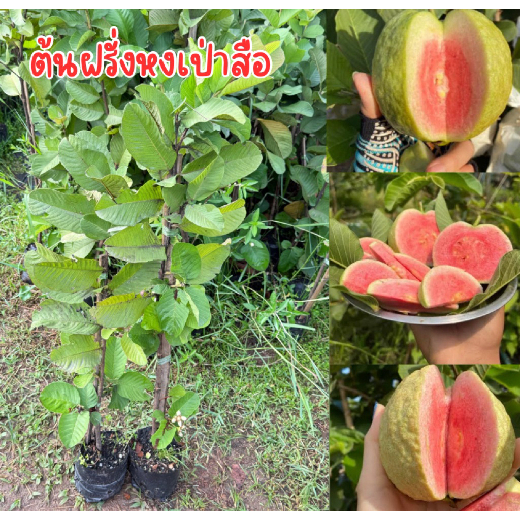 ต้นฝรั่งหงเป่าสือ ต้นกิ่งตอน พร้อมส่งพร้อมปลูก สูง50เซนครับ