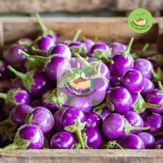 พิเศษ9บาท เมล็ดพันธุ์มะเขือไข่เต่า 50 เมล็ด