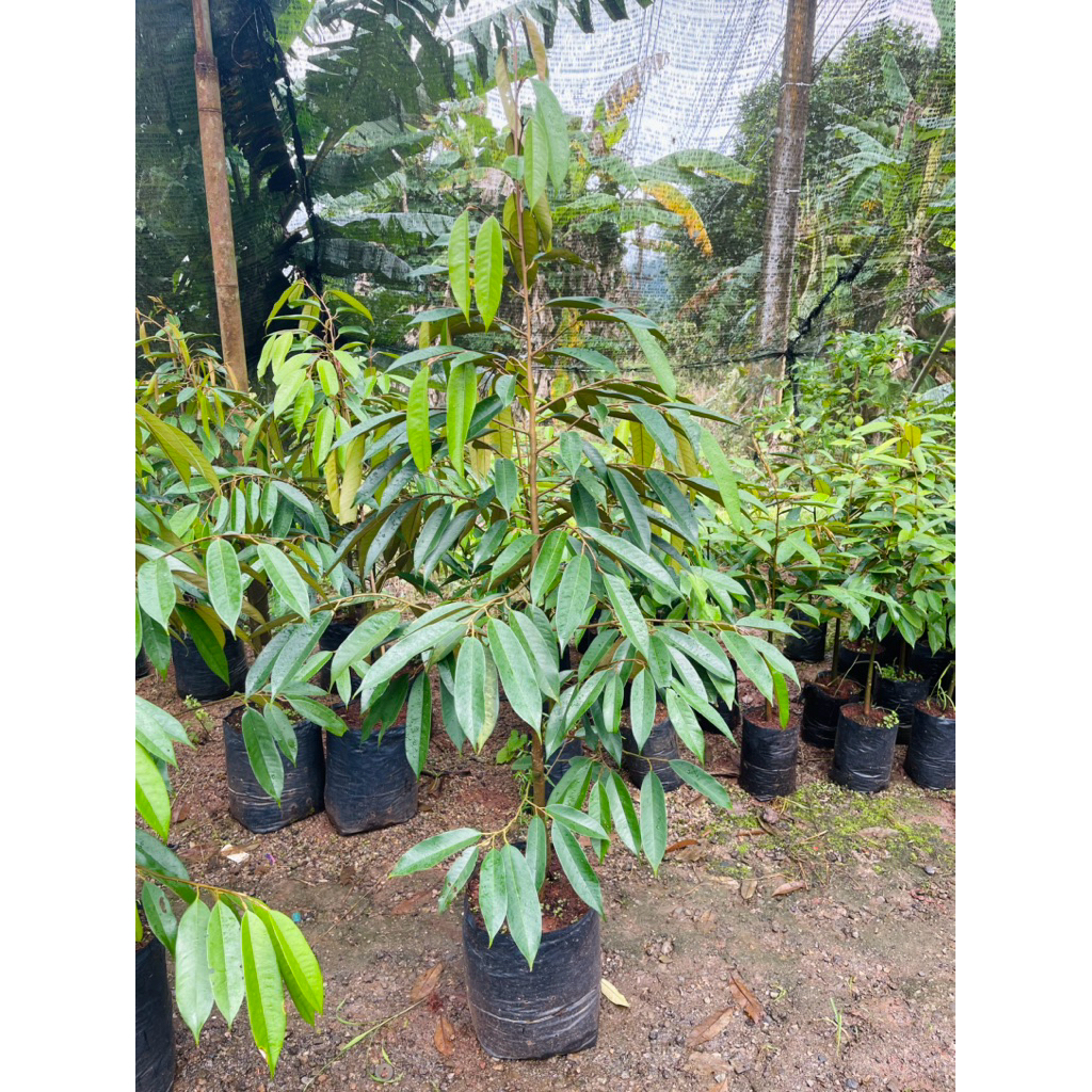 ต้นทุเรียนหมอนทองเสียบยอดถุงใหญ่ ถุงเบอร์ 14 อายุ 2 ปี🌳  ‼️1 ออเดอร์ต่อ 1 ต้น‼️