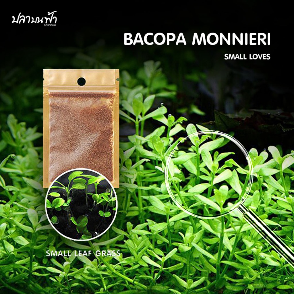 เมล็ดพันธุ์ไม้น้ำ 5 กรัม  สำหรับปลูกตกแต่งตู้ปลา ตู้ไม้น้ำ ช่วยสร้างระบบนิเวศให้กับตู้ปลา ปลูกง่าย โตไว - รูปที่ 5