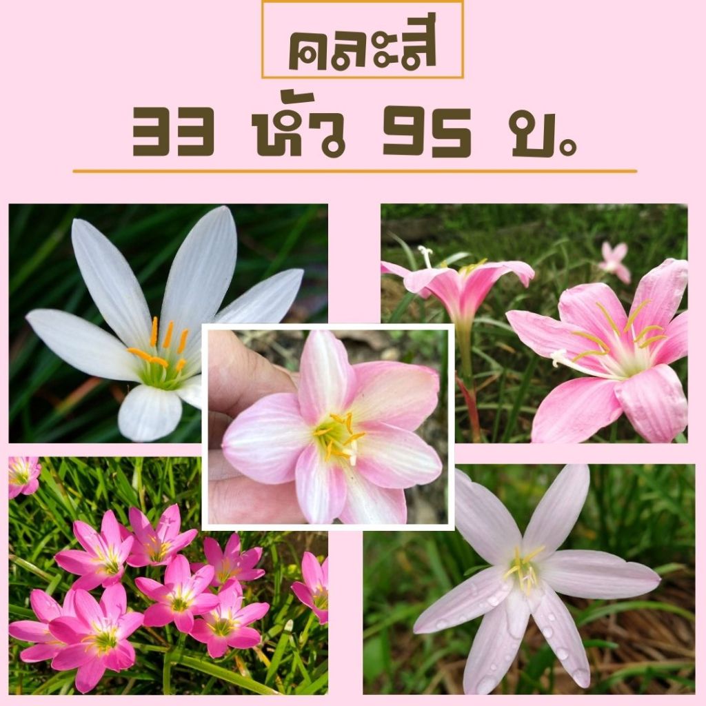 บัวดินราคาถูกคละสี 33หัว 5ชนิด