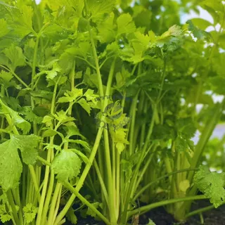 ตราลูกโลก เมล็ดคื่นฉ่าย กวางเจา Celery เมล็ดพันธุ์ผัก ผักสวนครัว ผักซอง ลูกโลก