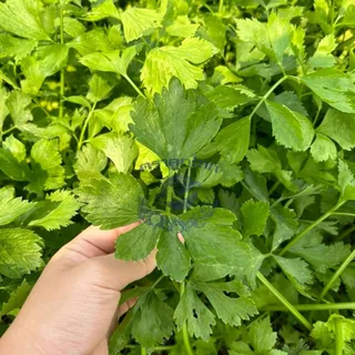 ตราลูกโลก เมล็ดคื่นฉ่าย กวางเจา Celery เมล็ดพันธุ์ผัก ผักสวนครัว ผักซอง ลูกโลก