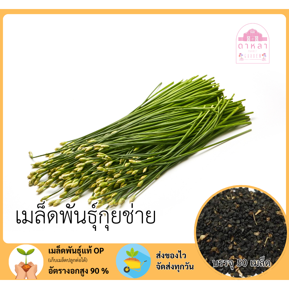 กุยช่าย จำนวน 50 เมล็ด