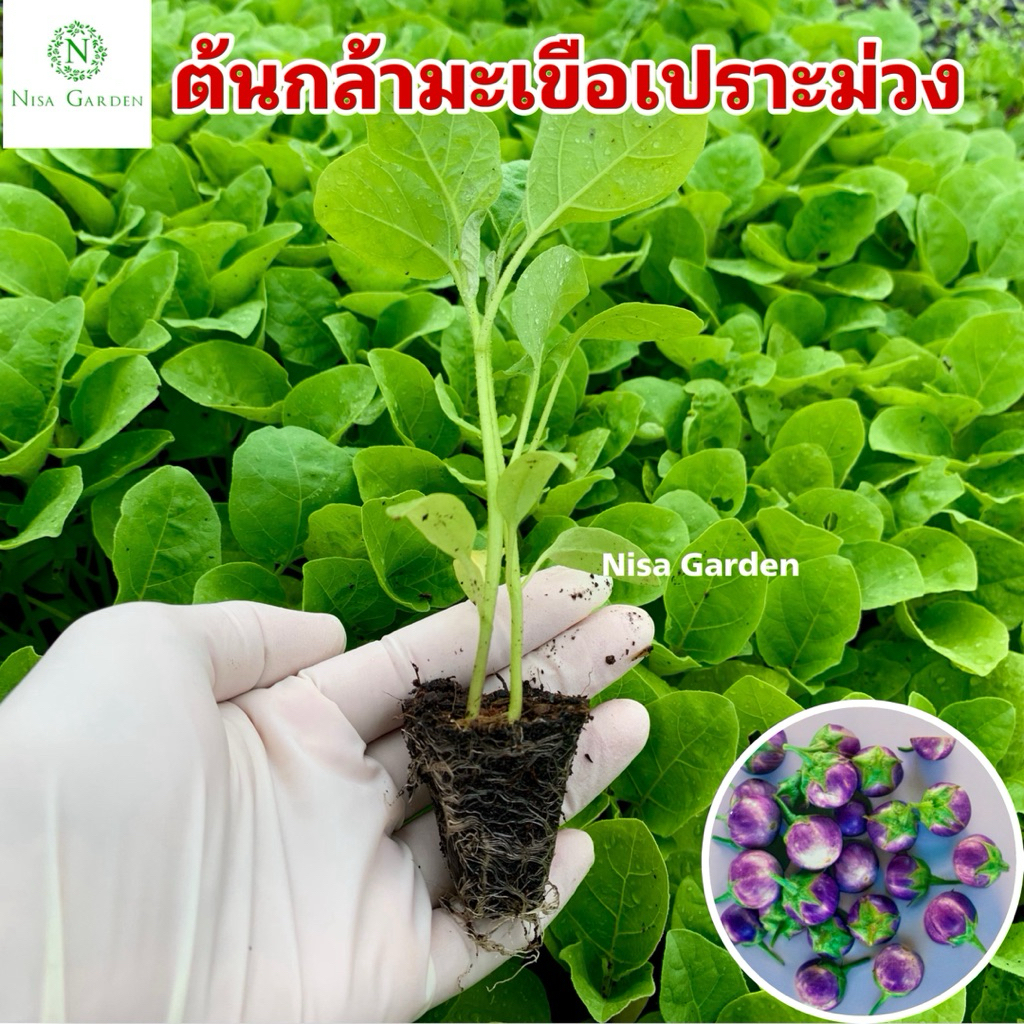 Nisa Garden ต้นกล้ามะเขือเปราะม่วง แข็งแรง โตเร็ว 🔥(ซื้อ 10 แถมฟรี 2 หลุม)🔥