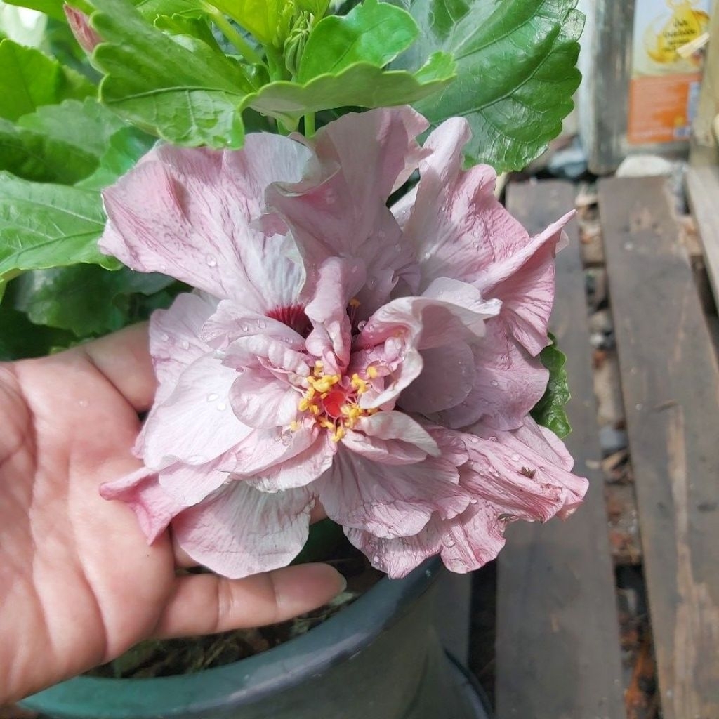 ดอกชบาม่วงใส้เยิ้ม(Ep2)