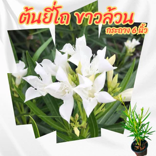 ต้นยี่โถดอกสีขาวล้วน กระถาง 6 นิ้ว(ส่งพร้อมกระถาง)