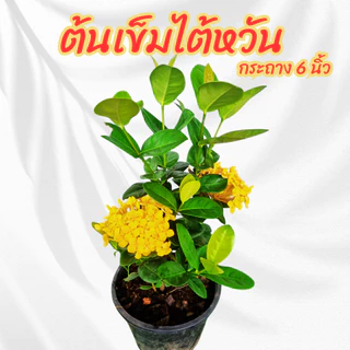 ต้นเข็มไต้หวันดอกสีเหลือง (เข็มพัทยา) กระถาง 6 นิ้ว ออกดอกตลอดทั้งปี ดอกทนไม่ร่วงง่าย
