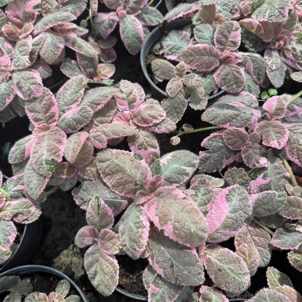 ต้นพรมญี่ปุ่น ใบกำมะหยี่ Episcia