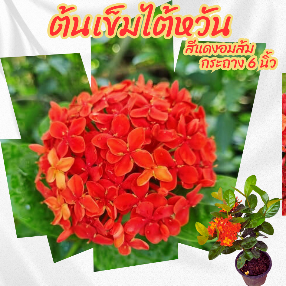 ต้นเข็มไต้หวัน สีแดง  กระถาง 6 นิ้ว(ส่งพร้อมกระถาง)(ขั้นต่ำ 2 ต้น)