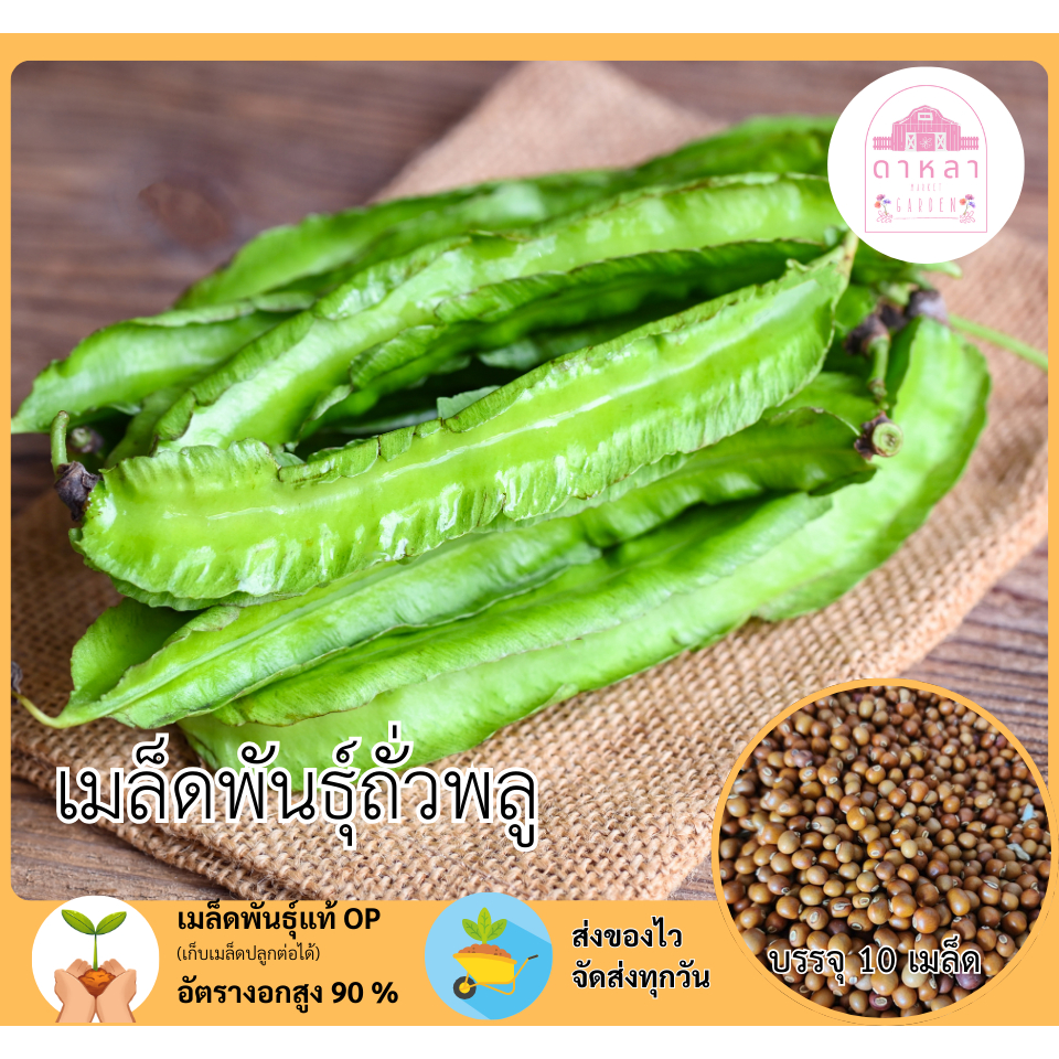 เมล็ดพันธุ์ถั่วพลู 10 เมล็ด