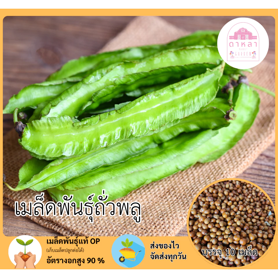 เมล็ดพันธุ์ถั่วพลู 10 เมล็ด