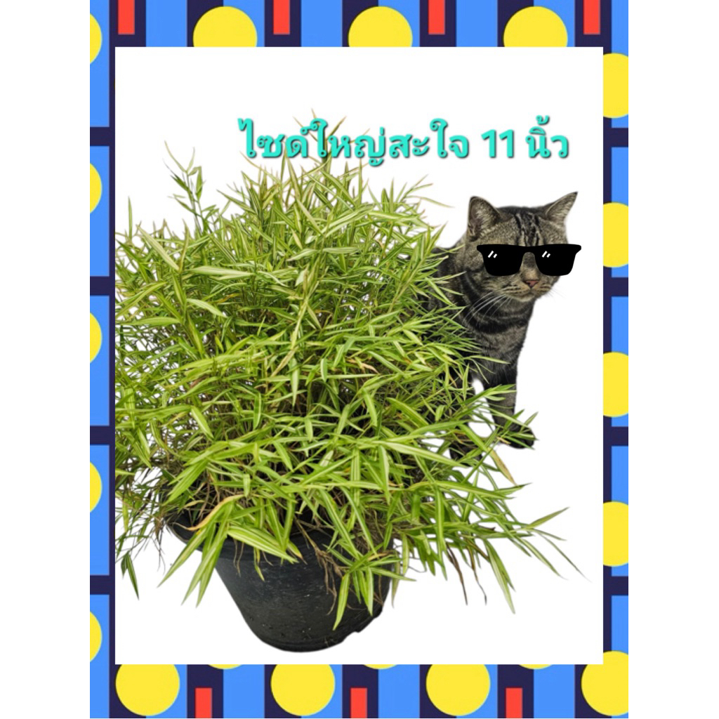 ต้นไผ่แมว จัมโบ้ กระถาง 11 นิ้ว **พร้อมกระถางจ้าา