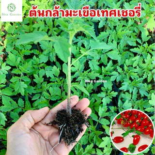 Nisa Garden ต้นกล้ามะเขือเทศ เชอรี่ ทานสด รากแข็งแรง โตเร็ว 🔥(ซื้อ 10 แถมฟรี 2)🔥
