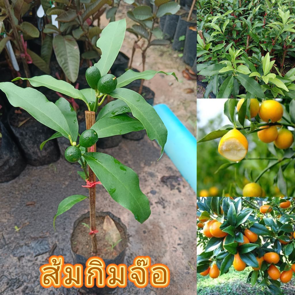 ต้นส้มกิมจ๊อ ต้นพันธุ์เสียบยอด