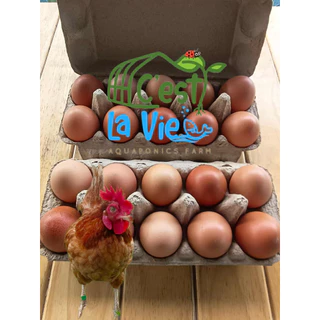 ไข่ไก่ปล่อยอิสระ Free Range Eggs ปลอดสาร สดใหม่จากฟาร์ม อร่อยไข่แดงมันนัว (20 ฟอง/20 eggs)ไซส์ M