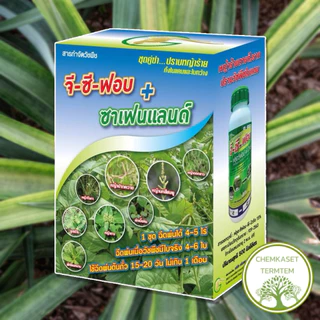 จี-ซี-ฟอบ+ซาเฟนแลนด์ ยาฆ่าหญ้าใบแคบ+ใบกว้าง ฉีดพ่นวัชพืชแปลงสัปประรด 👉👉1 ชุดผสมน้ำ ได้ 1,000 ลิตร