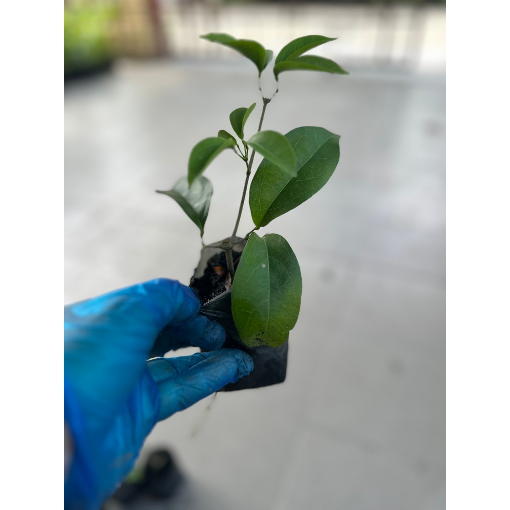 ต้นกระเทียมเถา (ถุงเล็ก) ไม้เลื้อย ร้านต้นไม้ Patsorntree - รูปที่ 6