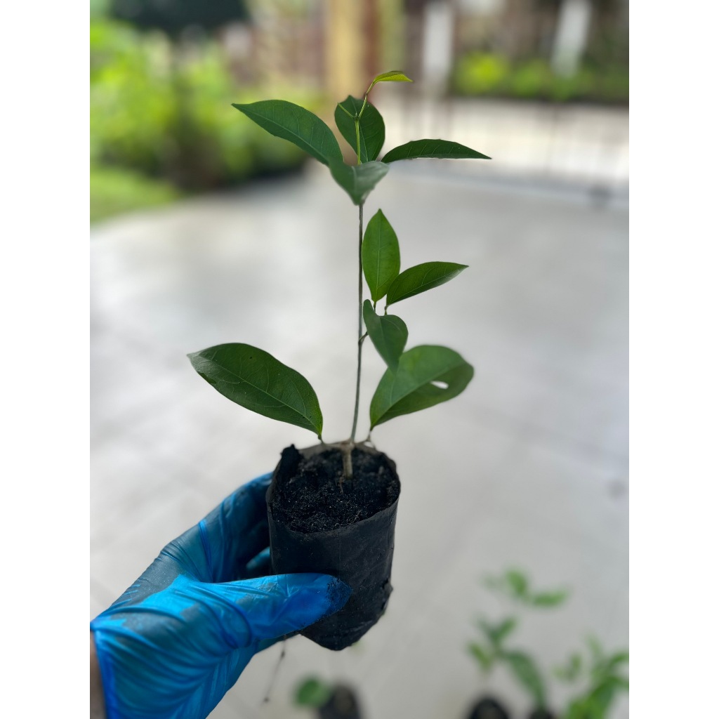 ต้นกระเทียมเถา (ถุงเล็ก) ไม้เลื้อย ร้านต้นไม้ Patsorntree - รูปที่ 2