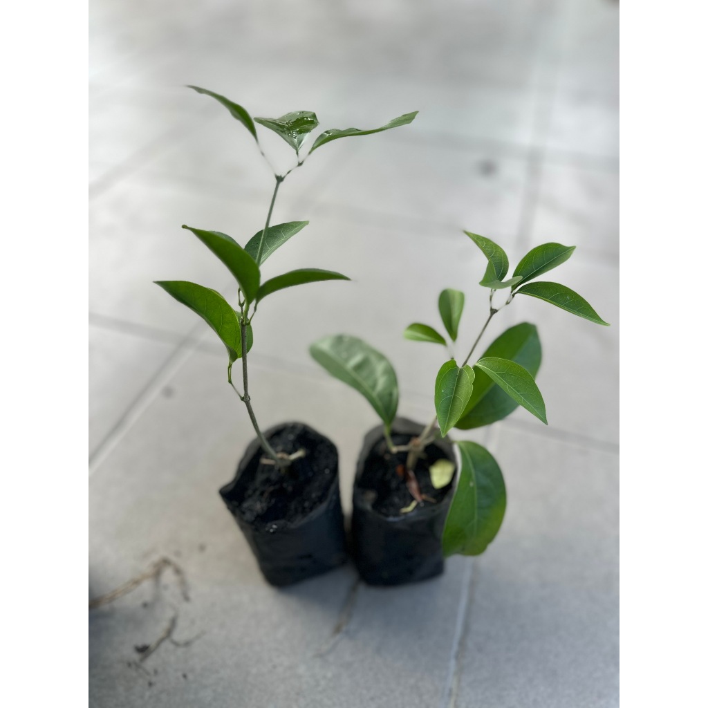 ต้นกระเทียมเถา (ถุงเล็ก) ไม้เลื้อย ร้านต้นไม้ Patsorntree - รูปที่ 5