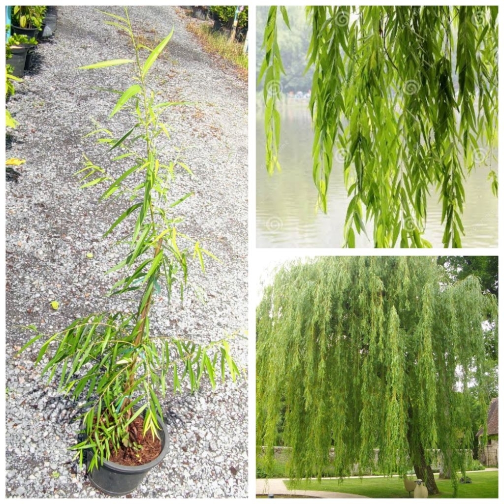 ต้นหลิวลู่ลม willow tree ต้นหลิว ต้นหลิวย้อย กระถาง 10 นิ้ว