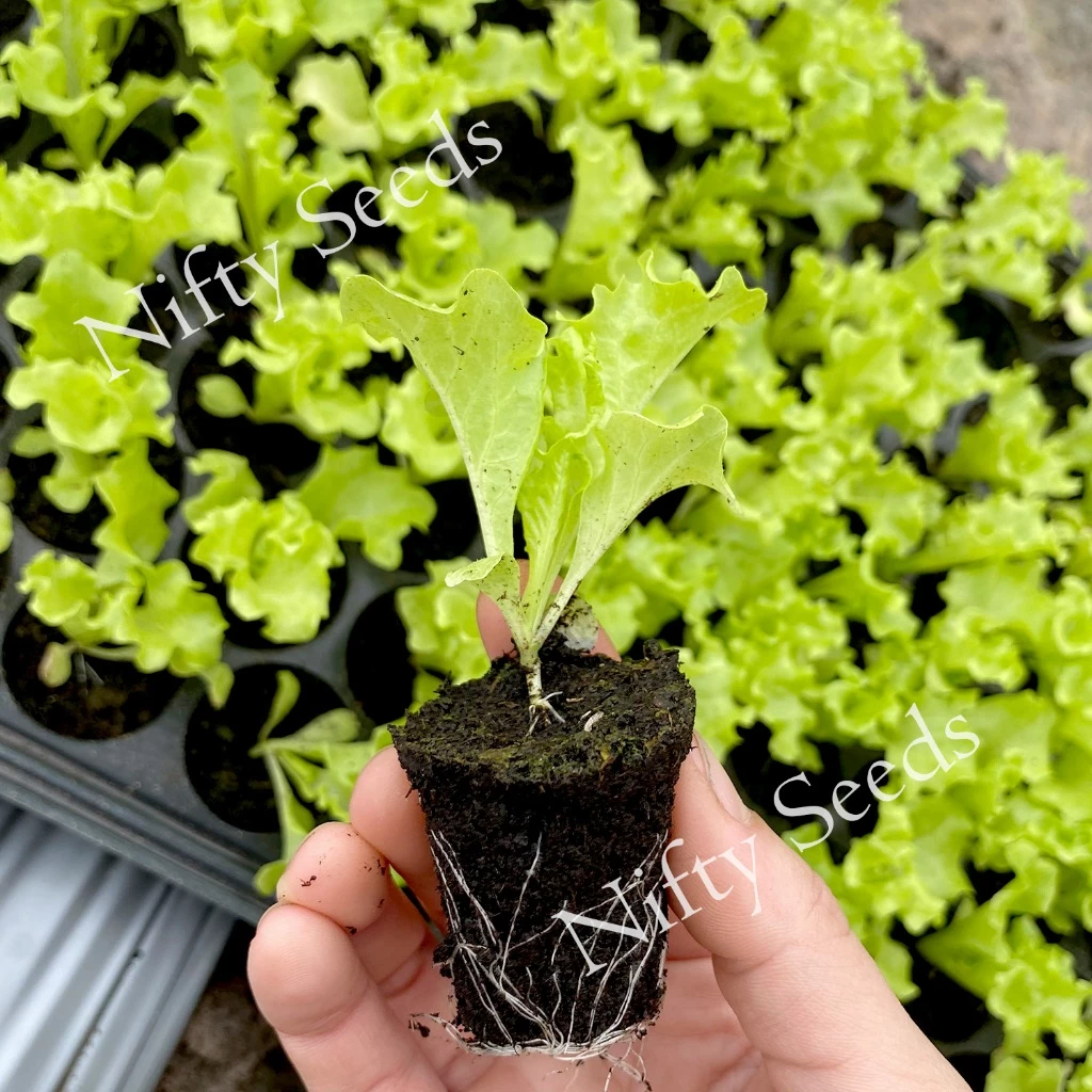 เมล็ดพันธุ์ผักสลัด ออแกนิค 100-300เมล็ด พร้อมคู่มือ thumbnail 8
