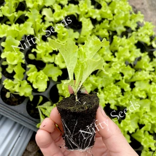 *ตัวเลือกเยอะสุด* เมล็ดผักสลัด100-300เมล็ด 10 บาท งอกดีมีคู่มือ เมล็ดปี68 [12แถม2] เมล็ดพันธุ์ผักสลัด ผักสลัด ผักออแกนิค