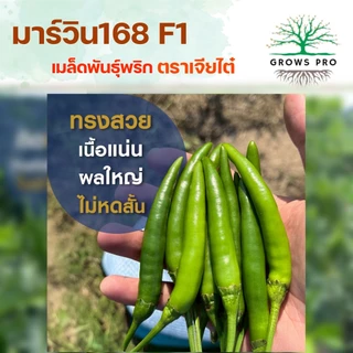 GrowsPro เมล็ดพริกพันธุ์ผสม เจียไต๋ มาร์วิน168 ขนาด 1000 เมล็ด พริกฝน ขนาด 10-12 ซม. ปลูกได้ทุกฤดู