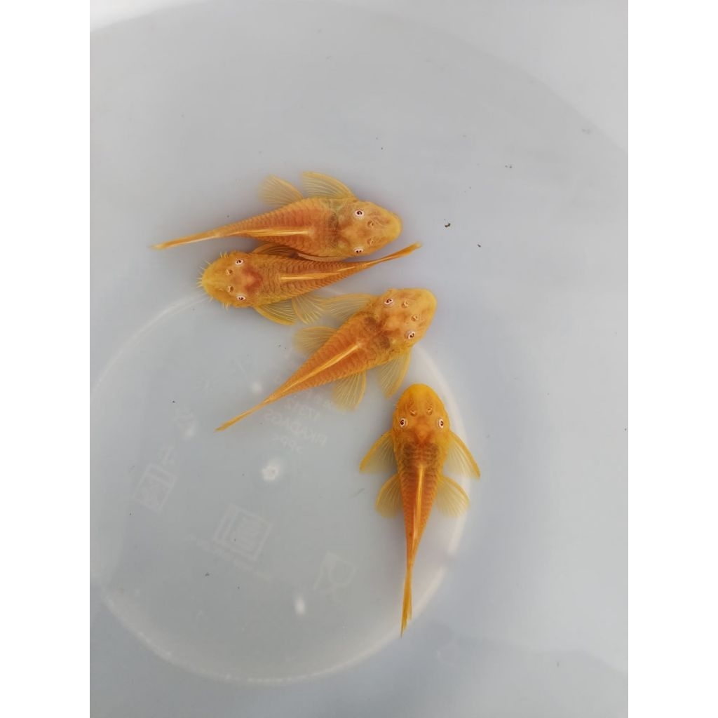 (‼️PRO ผู้เมีย2คู่‼️)อาหารสำหรับปลาซัคเกอร์L144 24K2นิ้ว(ชุดผู้เมีย2คู่)