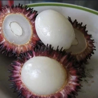ต้นเงาะลิ้นจี่ ผลเหมือนเงาะเนื้อรสชาติคล้ายลิ้นจี่ หอมหวานอร่อย สูง 50-60ซ.ม