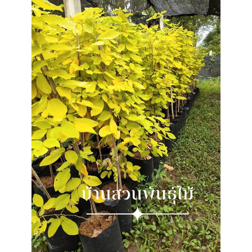 ต้นชะแมบทอง หรือต้นทองนพคุณ ต้นเพาะเมล็ด สูง 1.7-2.0 เมตร