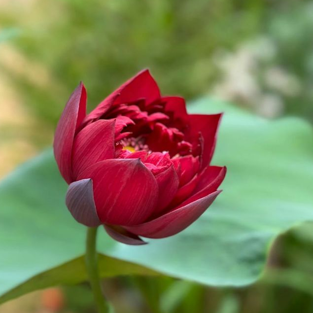 เมล็ดบัวฉัตร สีแดง 5 เมล็ด